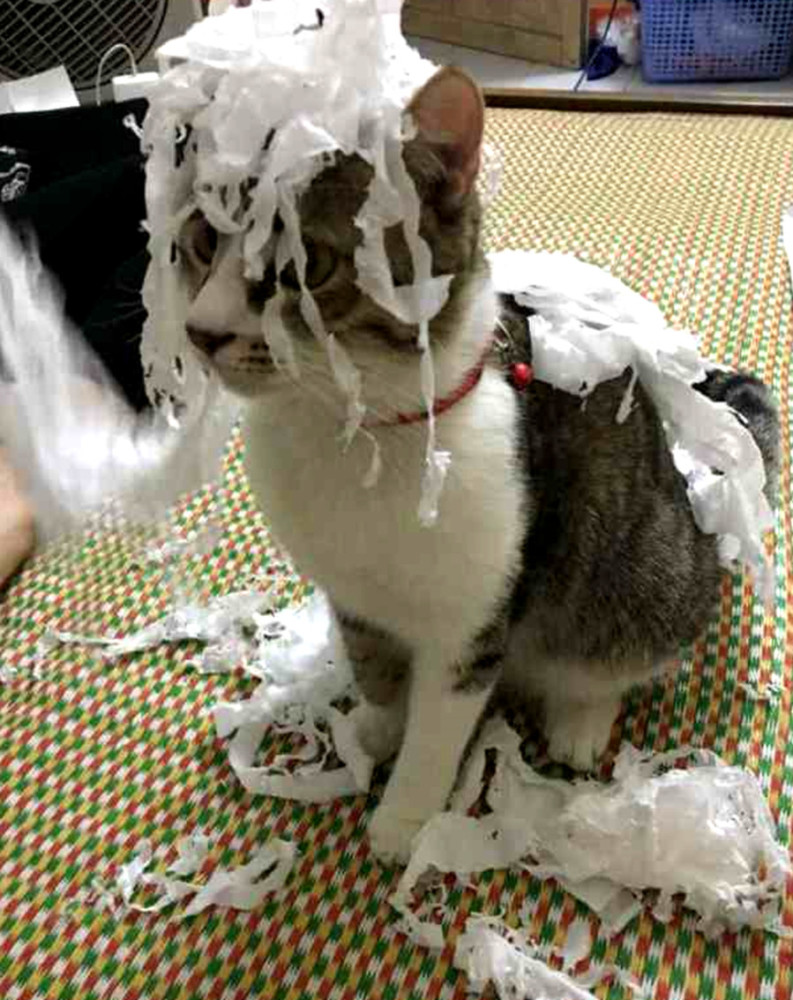 猫咪拆家还给自己做个造型,主人刚打开门一看,顿时笑喷了