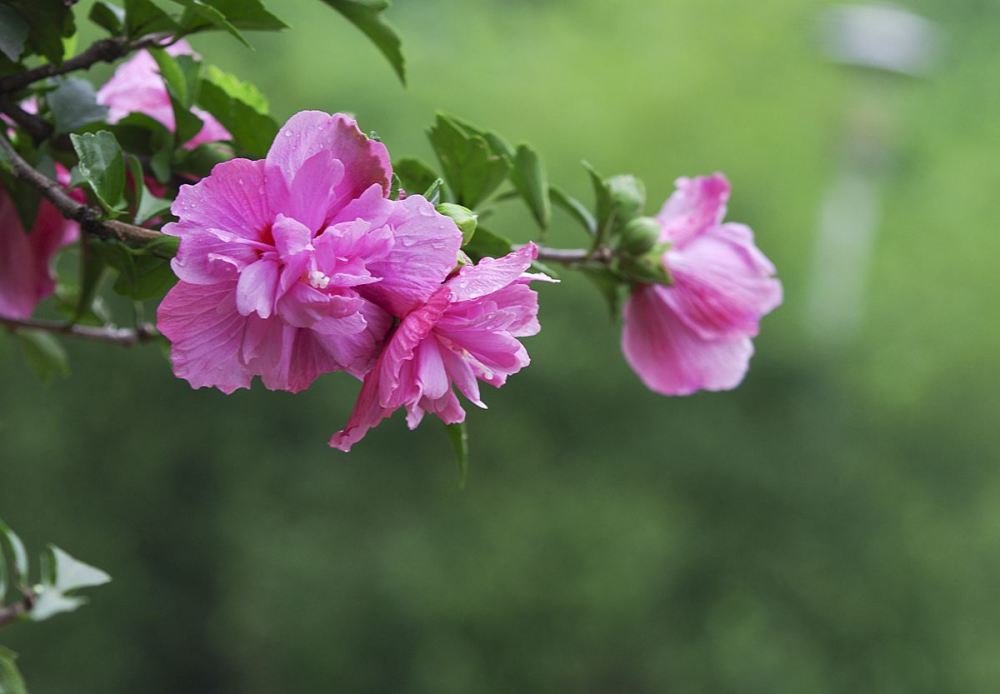 在秋的落雨里 感受惬意的芬芳