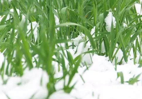 倒春寒|今夜开始，雨雪＋强降温突袭北方多地！防范倒春寒，农民怎么办？