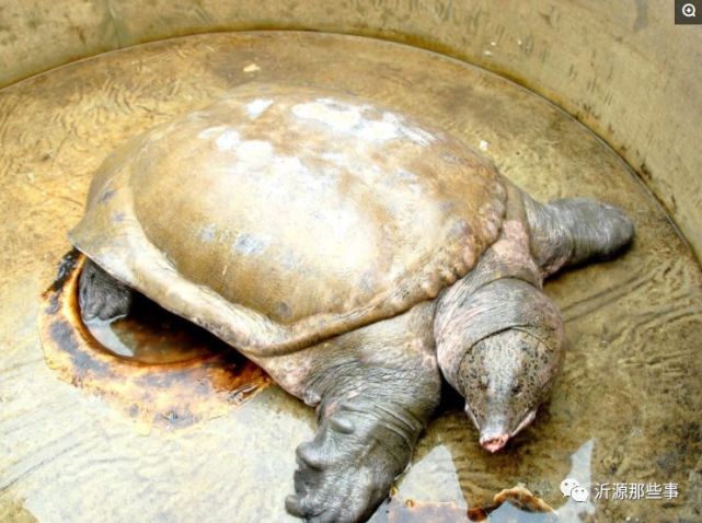 被救大鼋点头谢恩!