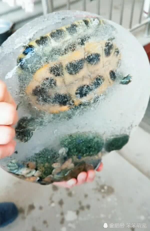 乌龟放阳台上被冻成冰块,主人哭着砸冰取龟,砸开冰块后却乐了