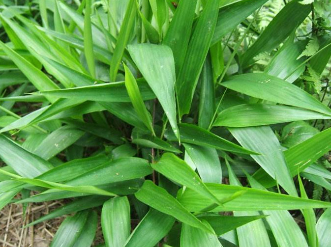 山上一种野草会长"竹叶",它20年前遍地无人理,如今却能卖钱