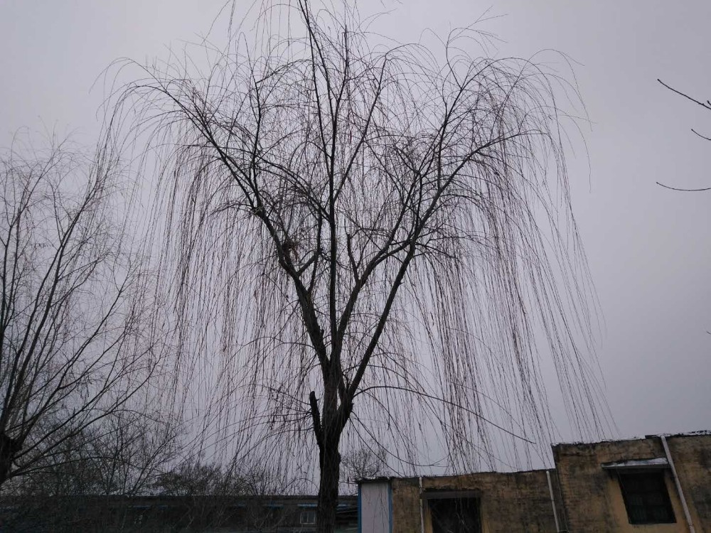 亳州涡河岸七九时节垂柳依依迎春来