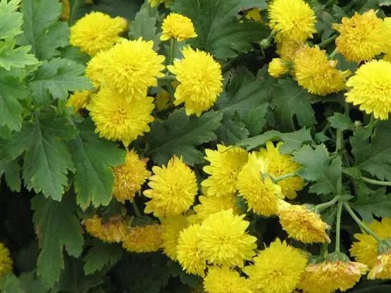 科普本草之菊花图文 腾讯新闻