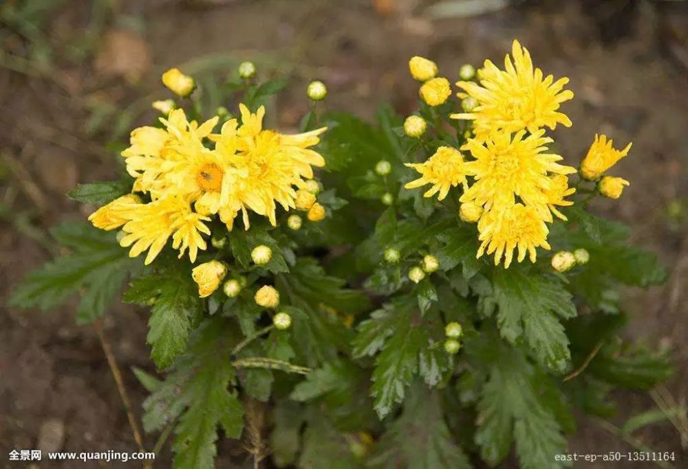 科普本草之菊花图文 腾讯新闻
