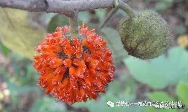 农村这种植物人称"打不死的树",农民常拿来喂猪,如今很罕见