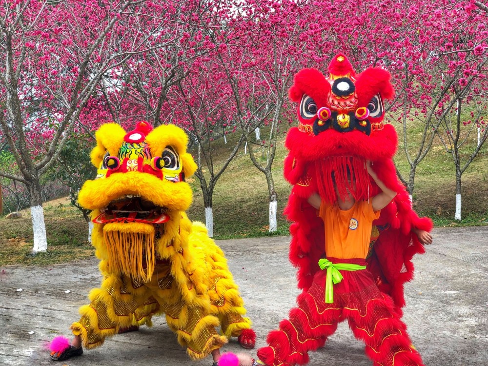 热闹!中国民族民间南狮公开赛明日将在梅州梅