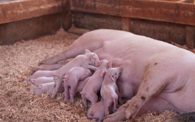 正确的缩宫素用法是这样的|胎位不正|难产|分娩|子宫