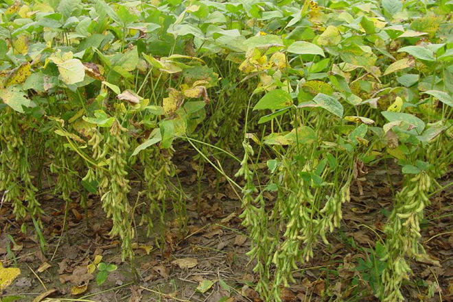 种植大豆出现紫斑病该如何判断,哪些办法可以防治