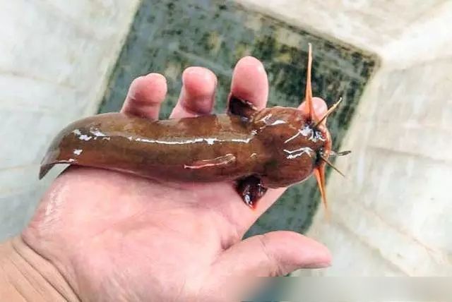 水蜂子七,水蜂子水蜂子鱼俗称射蜂子鱼,只生长在青藏高原深山的溪流里