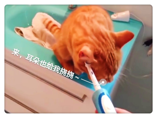 猫咪第一次见电动牙刷,体验后的表情太萌了
