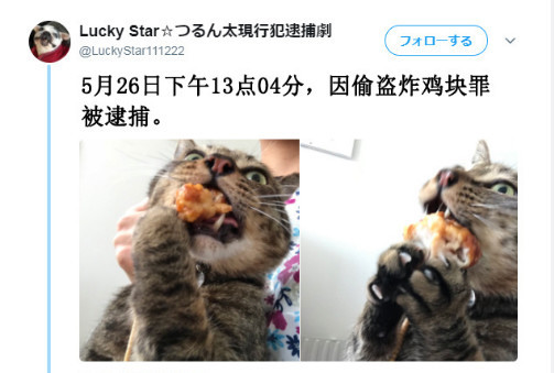猫咪偷吃炸鸡被拘 监禁几小时毫无反省 其辩护猫出面救场 猫咪 铲屎官 日本 笼子