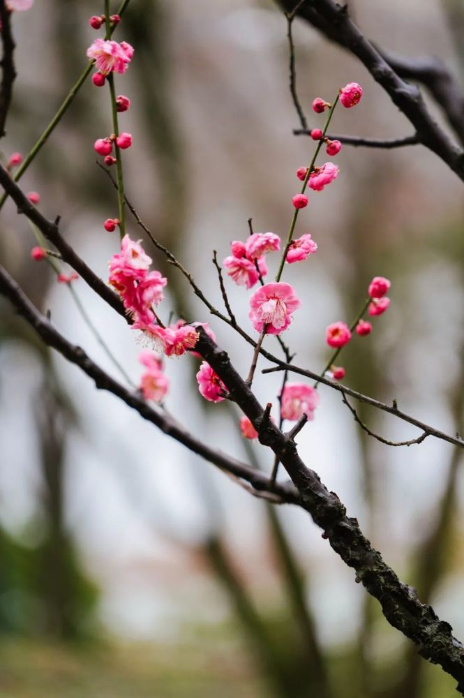 黃香梅,「花外見晴雪,花裡聞香氣」,梅香持久,環繞一週竟能沾襟染袖