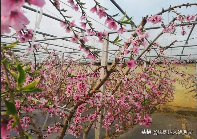 這是今年大棚y形開花情況一,瞭解y形樹形特點