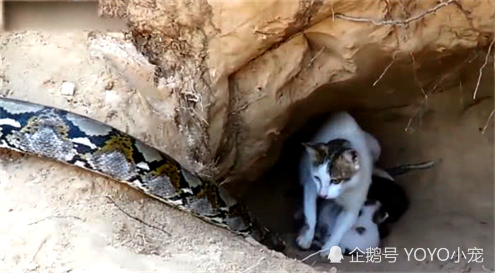 蟒蛇溜进猫巢去偷吃,猫妈妈却丢下娃就走,看到结局令人暖心