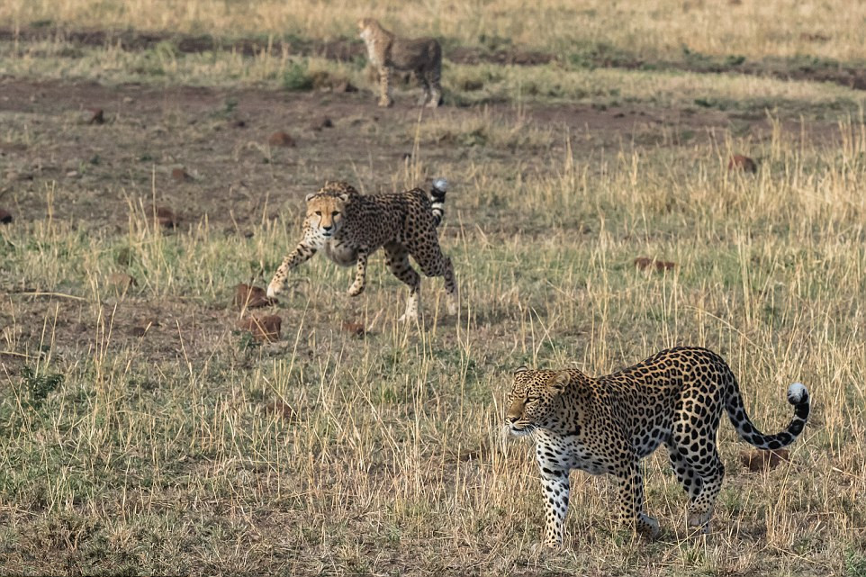 花豹捕杀猎豹,同类相残毫不留情,猎豹惨遭锁喉