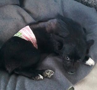 4个月小奶狗,被人用开水浇泼受伤,原因竟然是