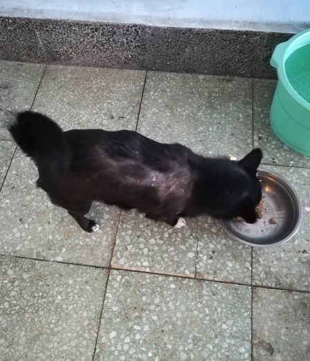 4个月小奶狗,被人用开水浇泼受伤,原因竟然是