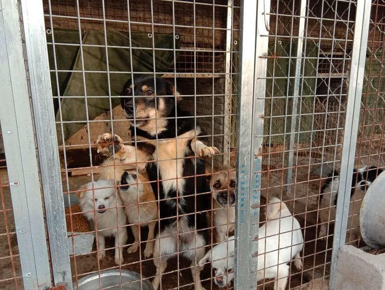 4个月小奶狗,被人用开水浇泼受伤,原因竟然是