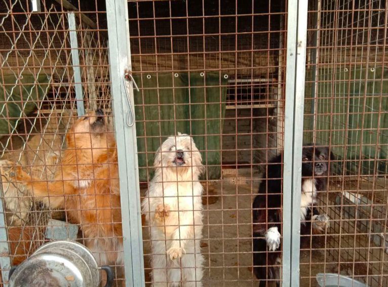 4个月小奶狗,被人用开水浇泼受伤,原因竟然是