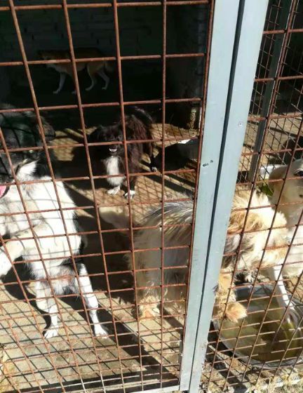 4个月小奶狗,被人用开水浇泼受伤,原因竟然是