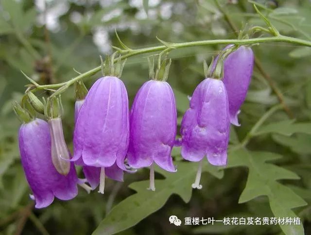 農村這種野草,長相獨特