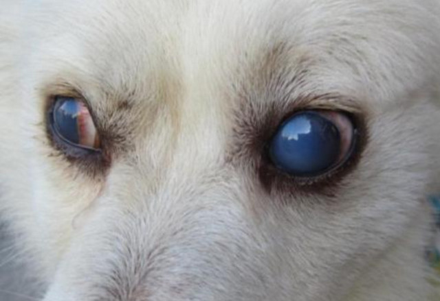 狗狗蓝眼病怎么治疗图片