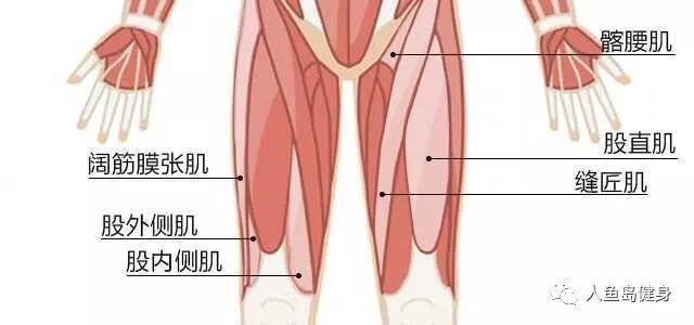 健身要练腿 大腿肌肉中不同肌群的训练方法 你知道吗 腾讯新闻