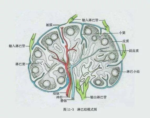 淋巴结肿大的核保处理