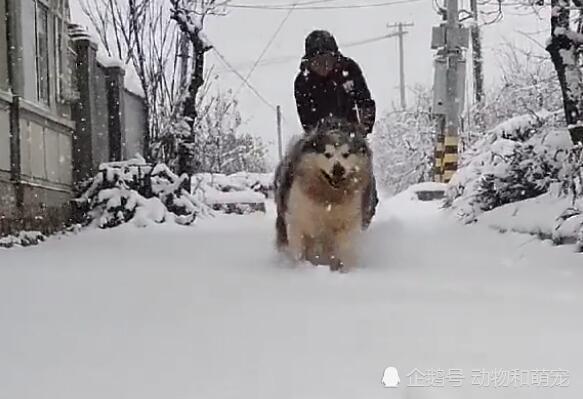 朋友不信邪非要遛自家狗 结果刚一出门就后悔了 这谁顶得住啊 狗狗 遛狗 阿拉斯加犬