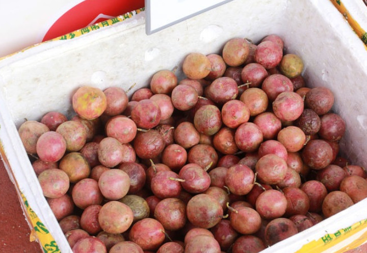 人称"洋石榴"的野果,原产外国无人要,如今国内一个卖10元