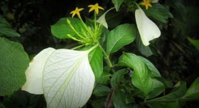 腾讯内容开放平台