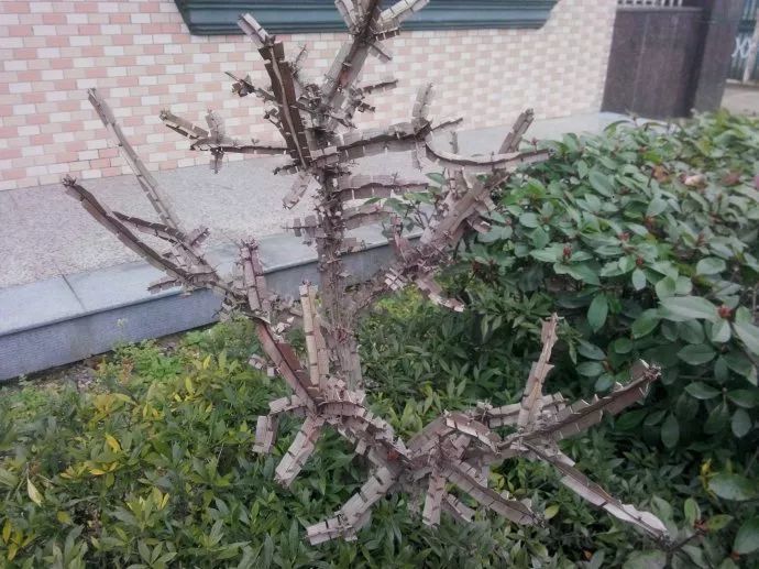 鬼羽箭和鬼箭羽的区别辨识及鉴赏