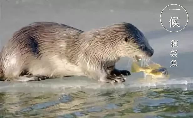 一候,獭祭鱼丨雨水之日"獭祭鱼",獭,水獭,又名水狗,鱼感水暖上游,水獭