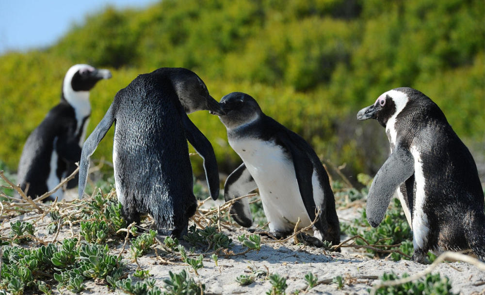 世界上最神奇岛屿,地处赤道属于热带,却生活着很多企鹅!