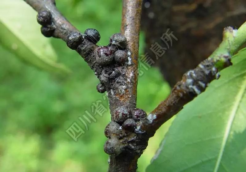 桃树介壳虫难防治要早用药注意抗药性
