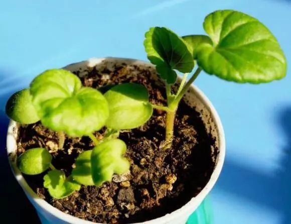 网购回来的天竺葵小苗怎么种搞明白这几个问题就会养了