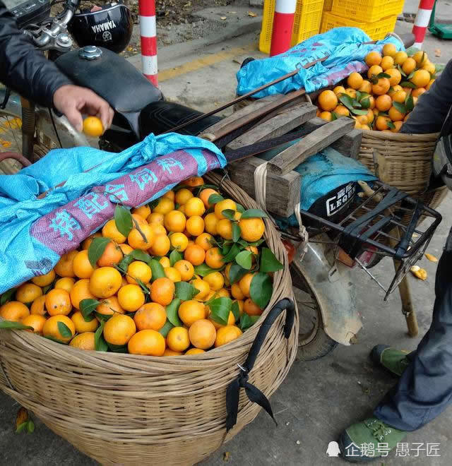 广西沙糖桔滞销无人问,老农慨叹:这几年在炒作