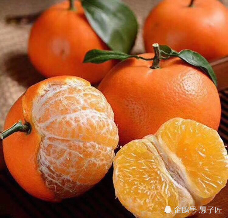 广西沙糖桔滞销无人问,老农慨叹:这几年在炒作