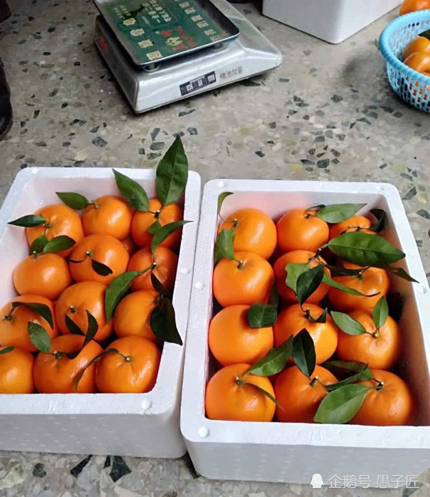 广西沙糖桔滞销无人问,老农慨叹:这几年在炒作