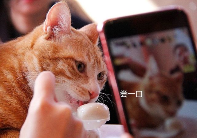 小伙在花灯铺看见橘猫 它的表情 把人都给馋哭了 橘猫 猫咪