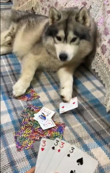 狗狗跟主人打牌,本以为必输无疑,没想到最后反败为胜