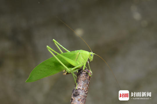 李元胜摄影作品:红缘卵翅蛾蜡蝉