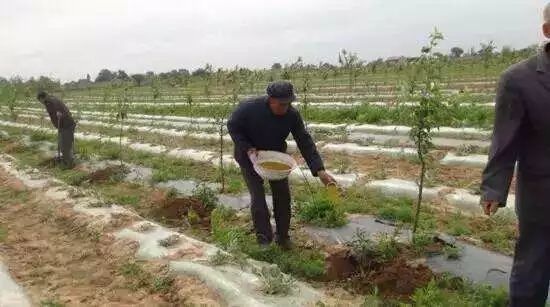 尿素|尿素一撒，一季白瞎，今年施肥你用对了吗？