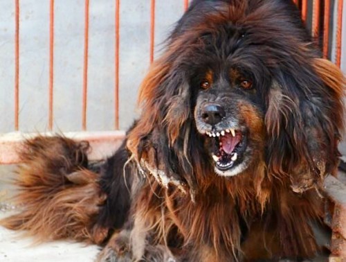 原生藏獒vs鬣狗,能活着离开的会是谁?答案令人出乎意料