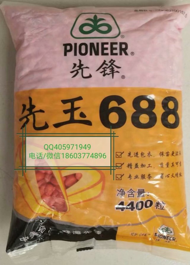 供应登海605先玉335伟科702蠡玉16正大12正大999隆平206登海9号种子
