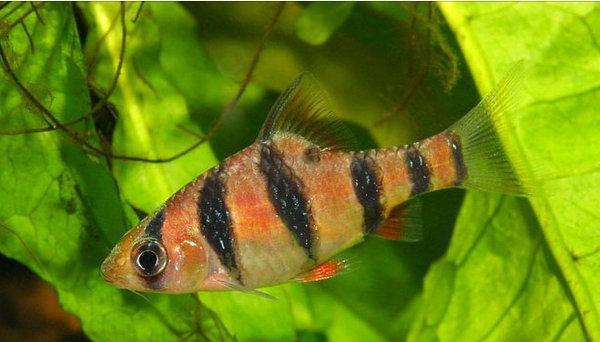 地球上10大最好养的热带鱼,第一月光鱼,第八孔