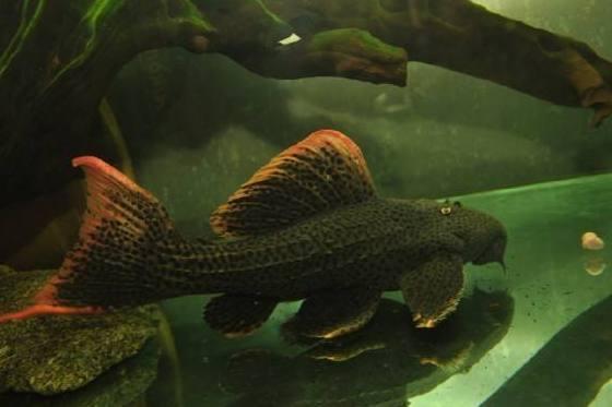 地球上10大最好养的热带鱼,第一月光鱼,第八孔