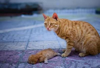 趁流浪猫妈外出觅食,无良人竟将小奶猫虐杀,残忍一幕令人愤慨!
