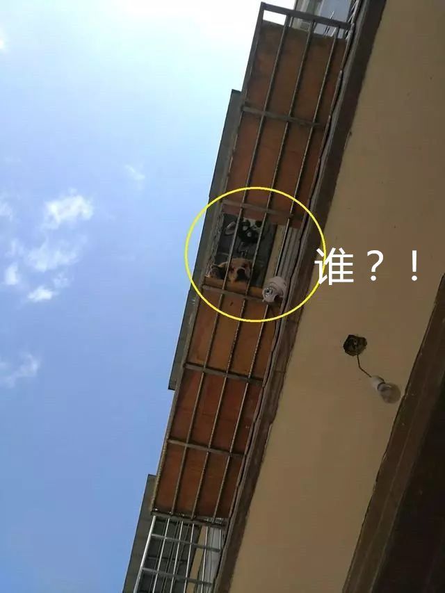 女子在阳台晾衣服,一抬头看到四只眼睛,扶着墙差点没站稳